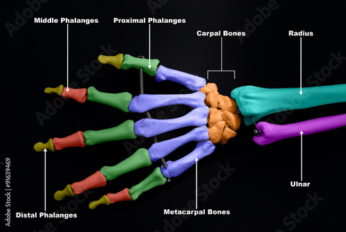 Dorsal Surface of The Hand- Labelled  photo