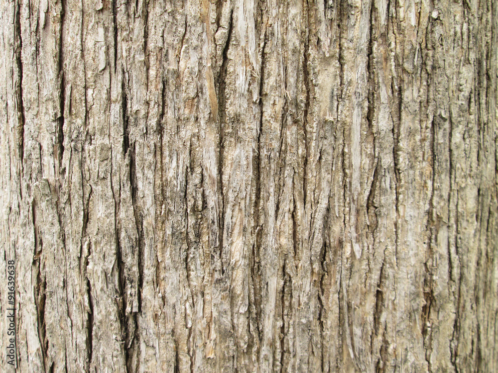 Texture of teak tree bark background Texture of teak tree bark background
