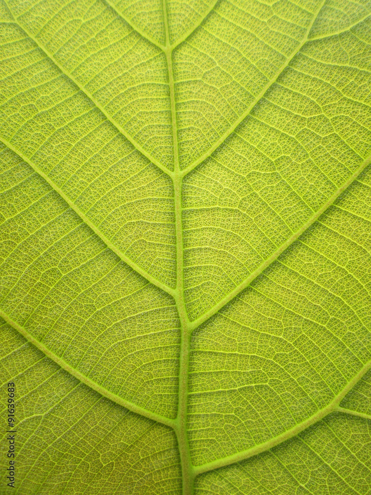 Leaf of Teak texture background Leaf of Teak texture background