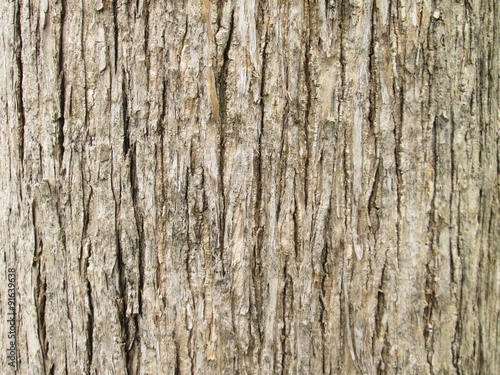 Texture of teak tree bark background