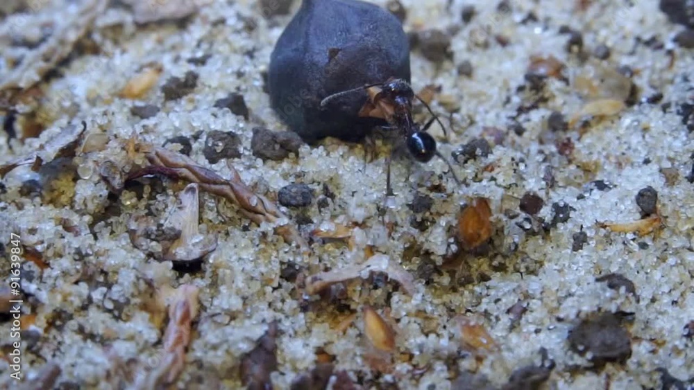 Ant outside in the garden/Excessive burden for ant Ant outside in the garden/Excessive burden for ant