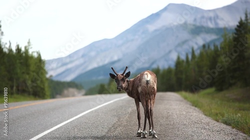 Reindeer in Canada photo