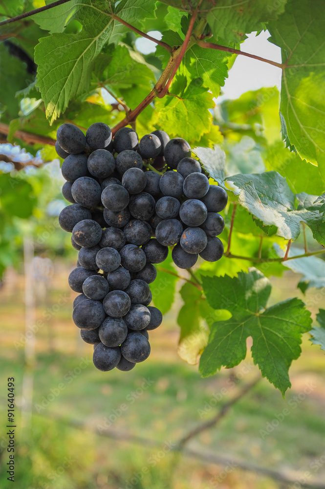 Large bunch of red wine grapes hang from vineyard, warm. Ripe grape.