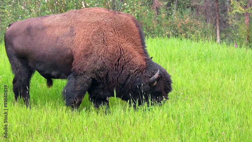 Buffalo in Yellowstone NP, USA Buffalo in Yellowstone NP, USA