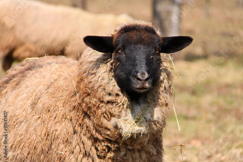 Head of sheep