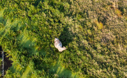 aerial view of herd of cows at summer green field