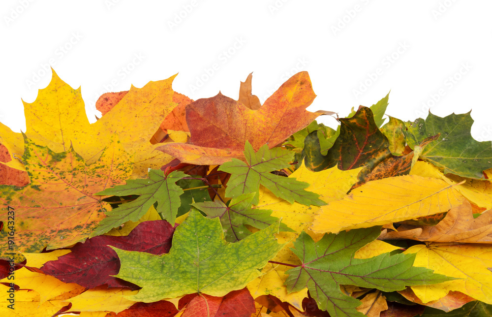 Colorful background of autumn leaves isolated