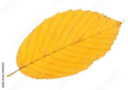 Autumn yellow leaf isolated