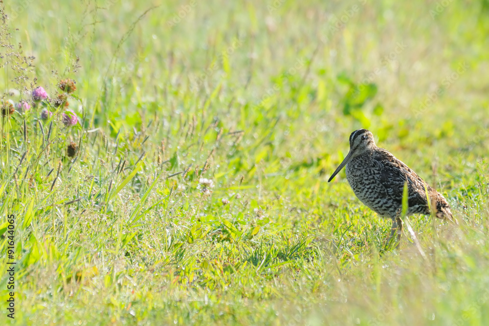 Early morning Great Snipe walking in dewy grasses Early morning Great Snipe walking in dewy grasses
