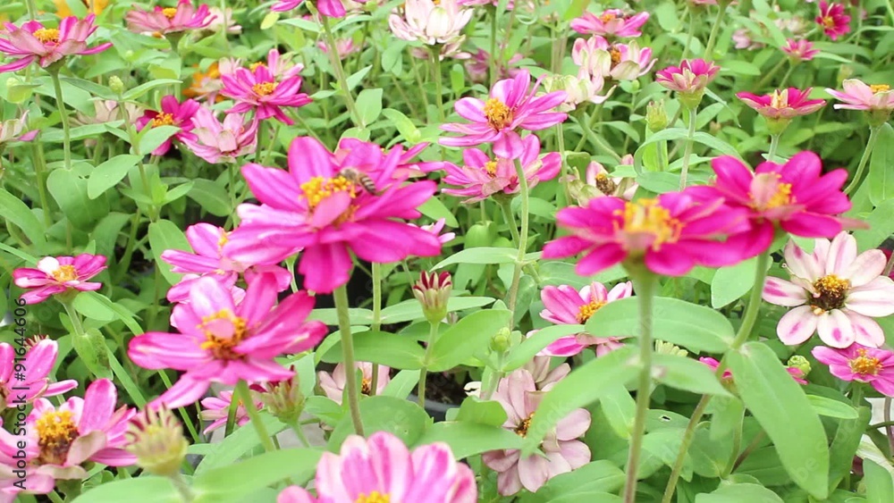 Flower field colorful and blooming in summer season Flower field colorful and blooming in summer season