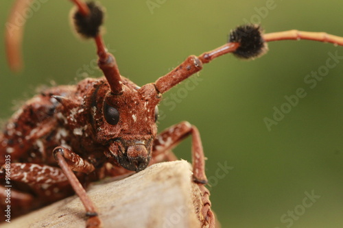 Fotografija Brown beetle the bug
