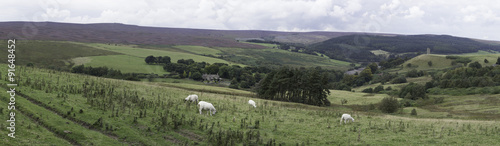 yorkshire moor photo