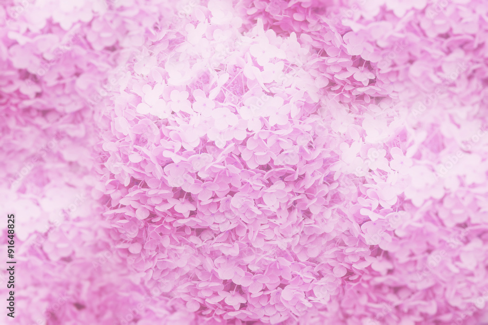 Obraz premium Blur and soft Hydrangea background