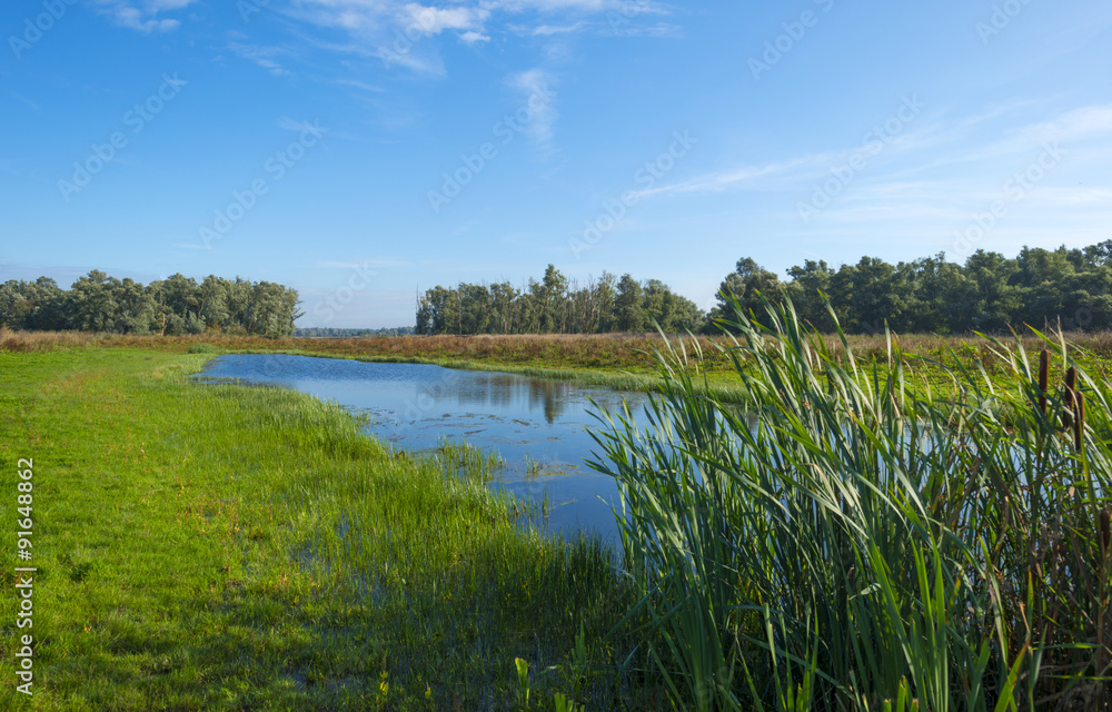 Waving reed on the shore of a lake in summer Waving reed on the shore of a lake in summer