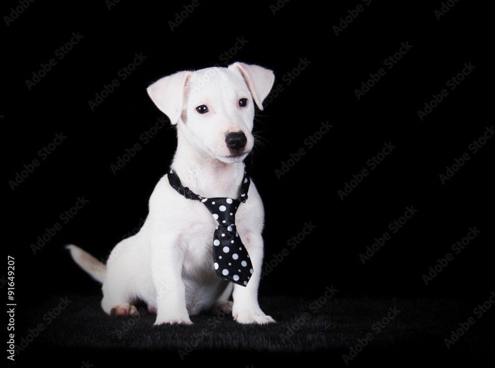 Jack Russell Terrier en studio