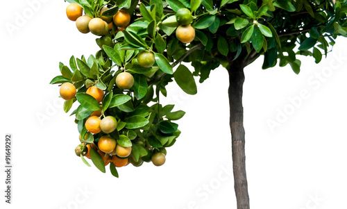 mandarin oranges growing on a tree isolated