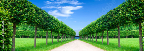 Fotografie panorama alley in the Park with exactly topiary trees