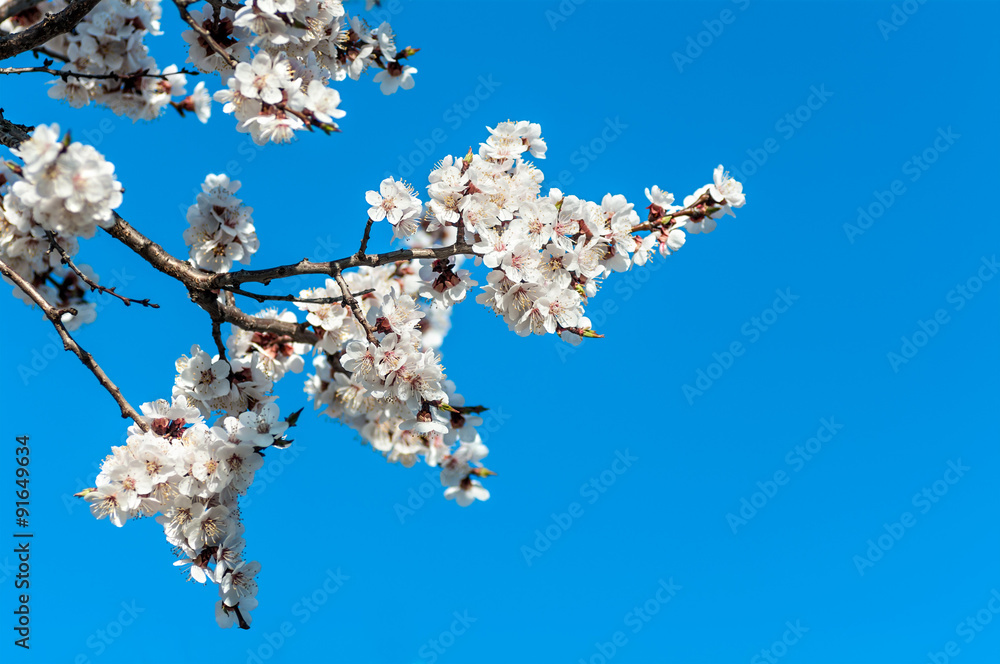 branch of cherry blossoms against the blue sky branch of cherry blossoms against the blue sky