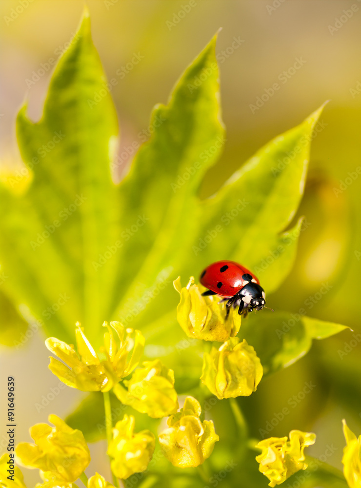 ladybug on flowers of linden wood macro ladybug on flowers of linden wood macro
