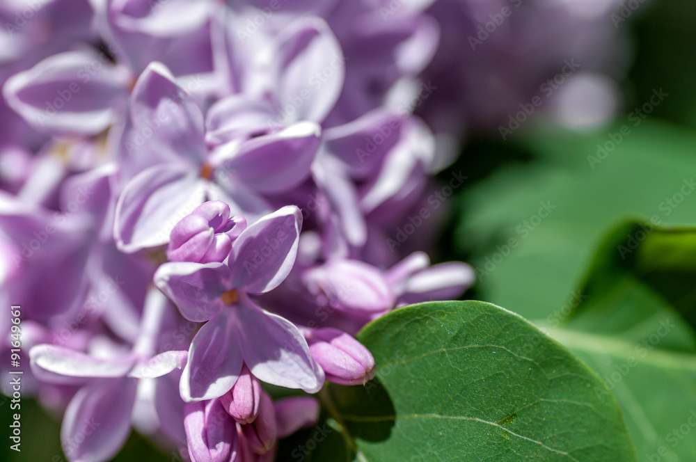 flower of lilac on a green background