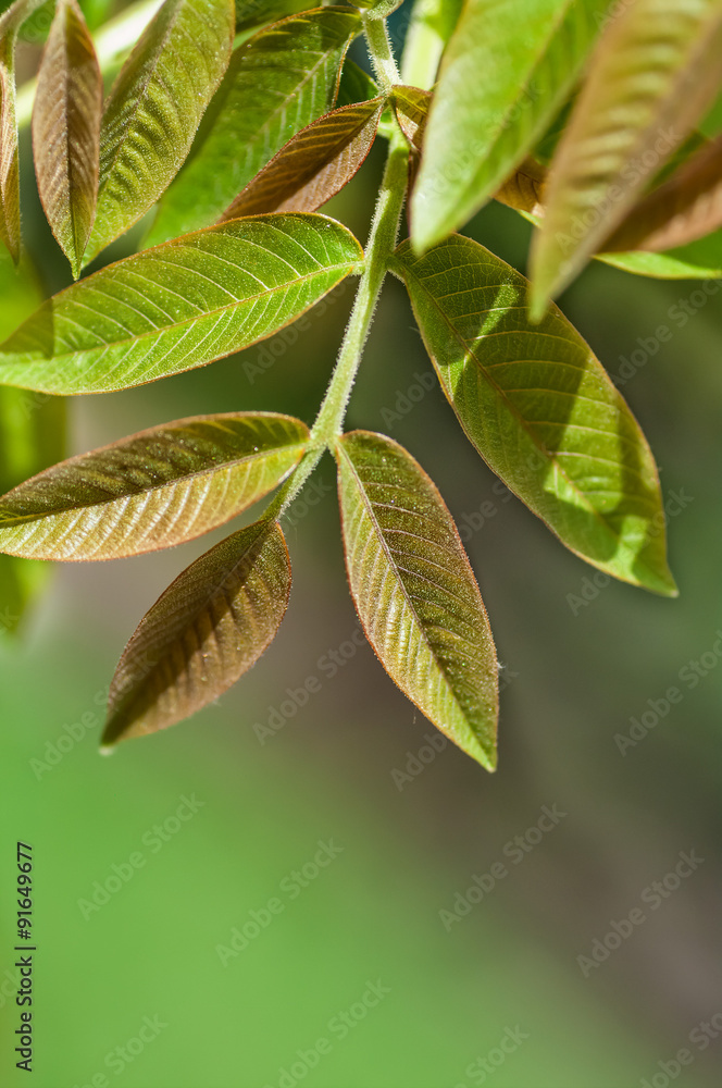 Obraz premium young leaves of the walnut tree on a green background
