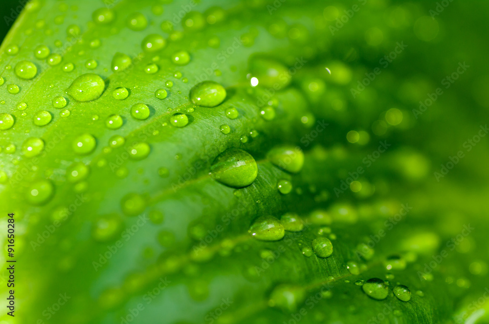 background of the water drops on a green leaf background of the water drops on a green leaf
