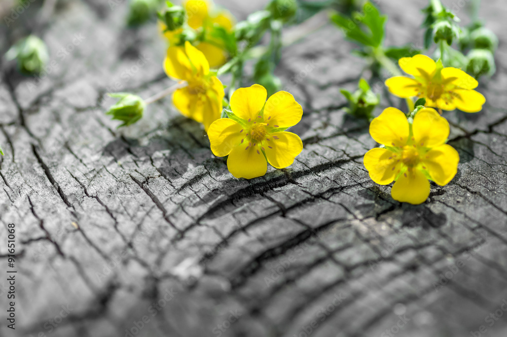 flower herb on the old wooden background flower herb on the old wooden background