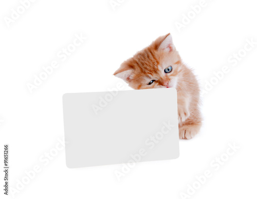 kitten red holds a postcard for your text on white