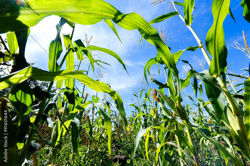 Fototapeta premium corn sprouts on a blue sky background, view from the bottom