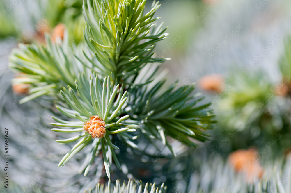 young fir branch young fir branch