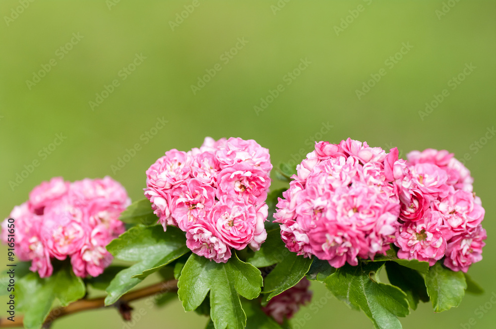 Fototapeta premium flowering tree roses closeup