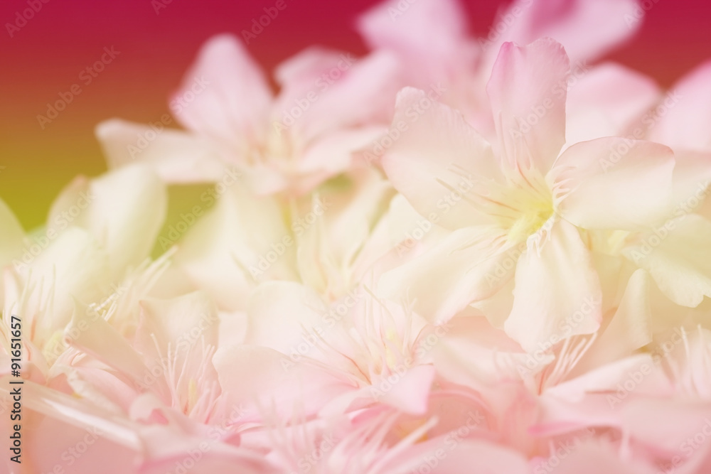 Fototapeta premium Vintage flower background.