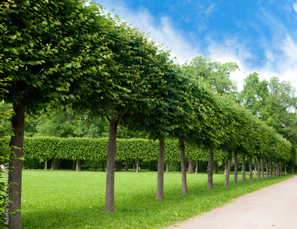 alley of green trees trimmed square shape in the Park