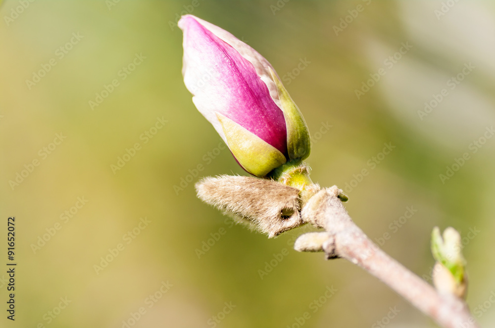 Obraz premium blossom Magnolia flower in nature