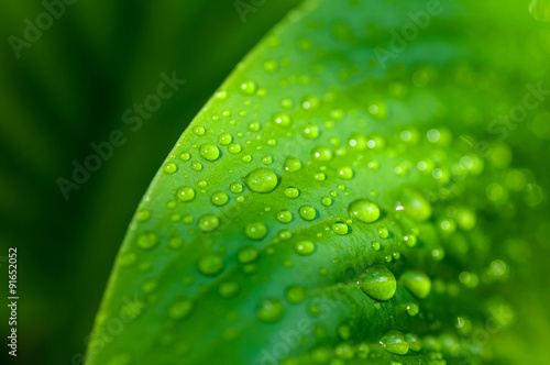 background of the water drops on a green leaf