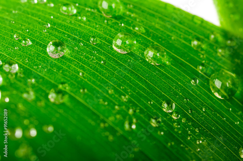 water drops on a green leaf isolated