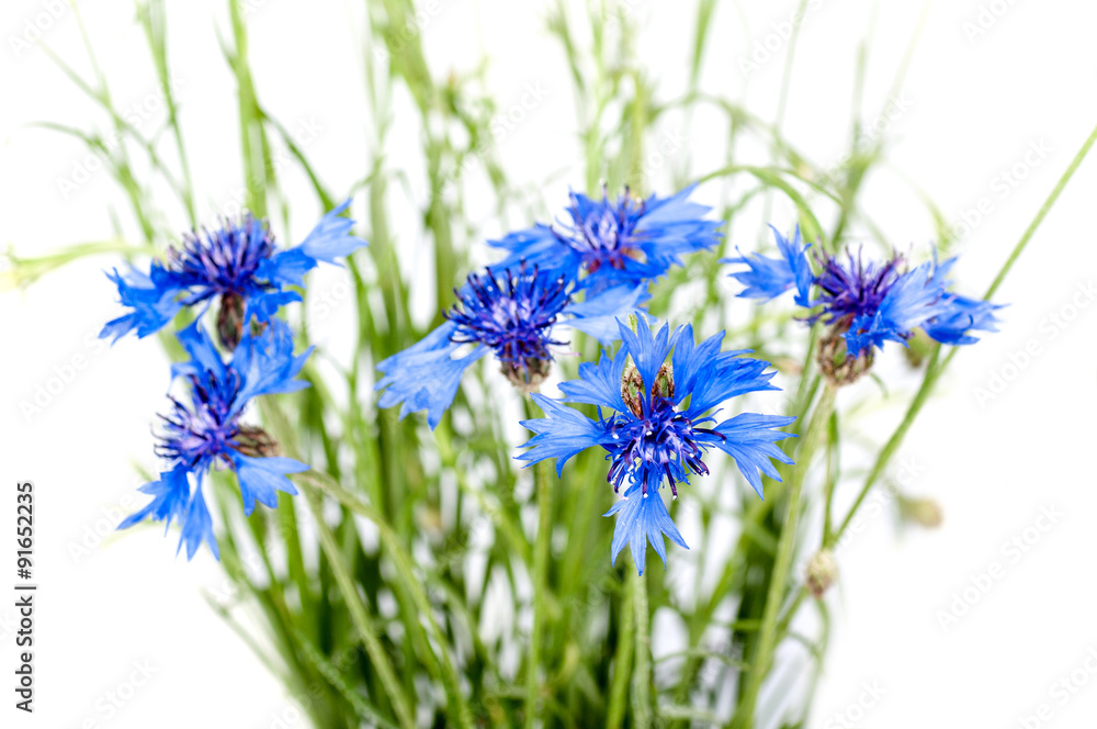 Obraz premium bouquet of cornflowers on a white background