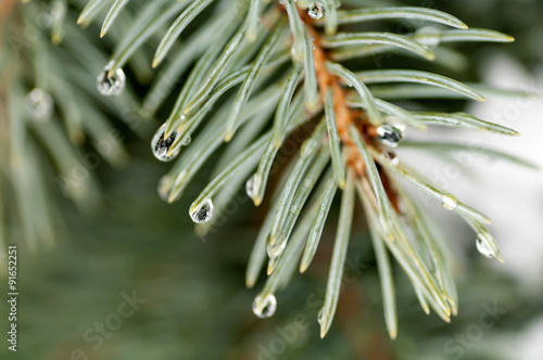 drops on spruce branch closeup