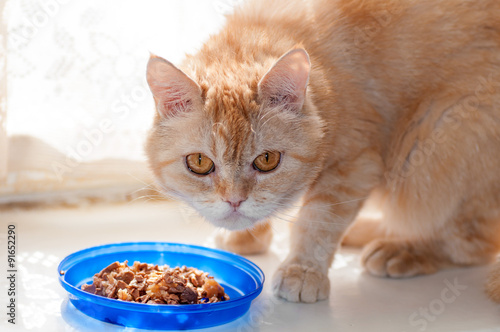 red cat looks carefully near the food bowl
