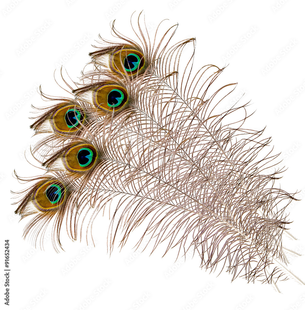 Obraz premium five peacock feather on a white background