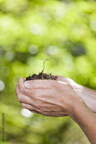 Junge  Pflanze in der Hand