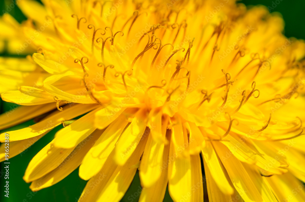 Fototapeta premium yellow dandelions macro