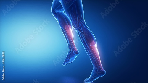 achilles tendon - leg muscles anatomy anaimation