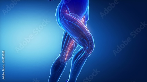 sartorius - leg muscles anatomy anaimation photo