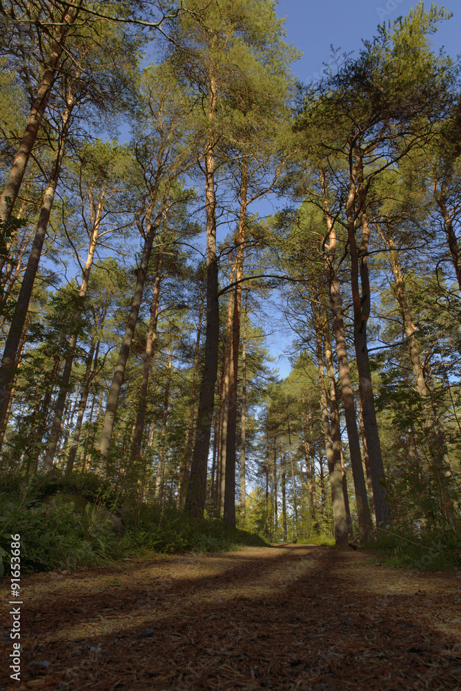 Fototapeta premium Morning walk into a forest with big trees
