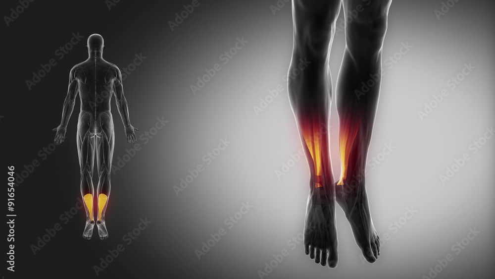 Achilles - muscle anatomy with muscular map Achilles - muscle anatomy with muscular map