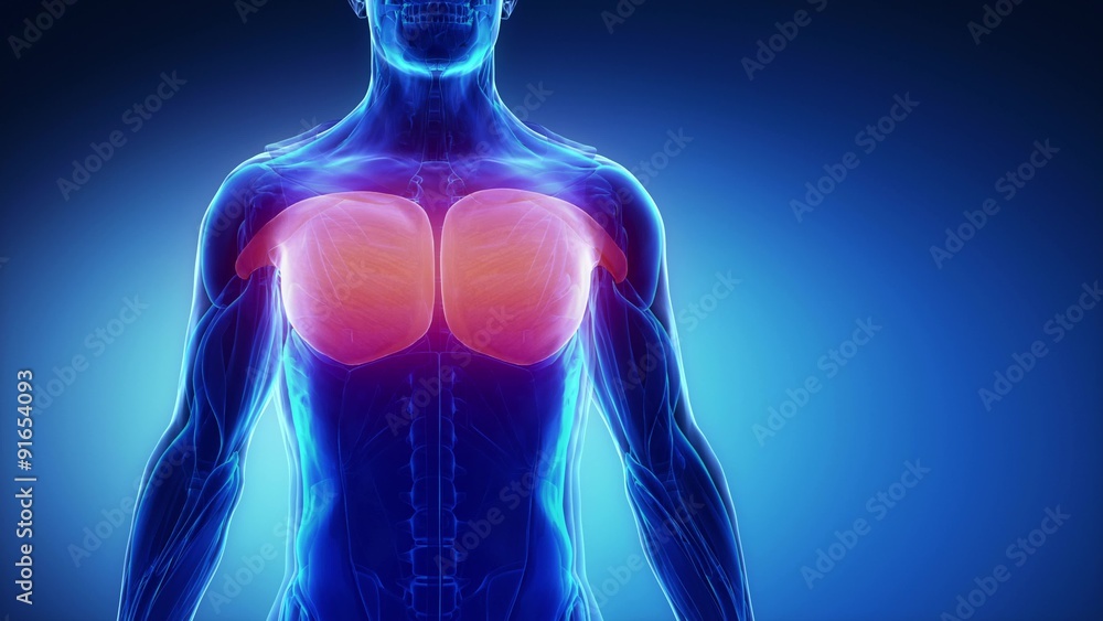 pectoralis major - muscular anatomy in black pectoralis major - muscular anatomy in black
