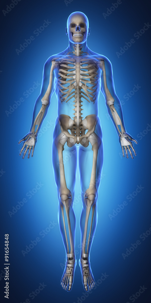 Skeleton and tendon anatomy anterior view Stock Illustration | Adobe Stock