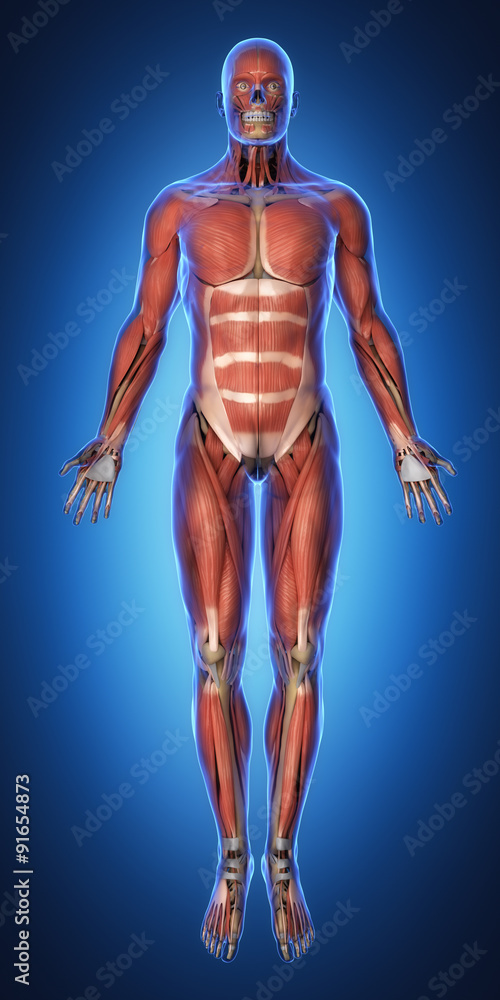 Muscular system anatomy anterior view