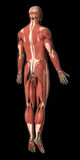 Muscular system anatomy